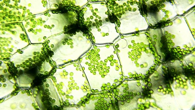水草叶，显微视图叶绿素植物绿细胞
