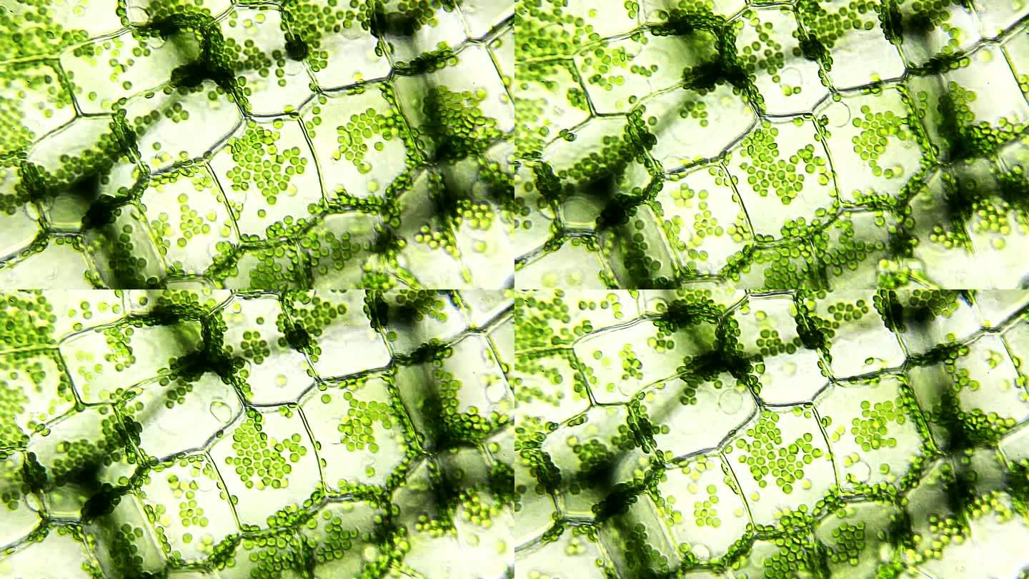 水草叶，显微视图叶绿素植物绿细胞