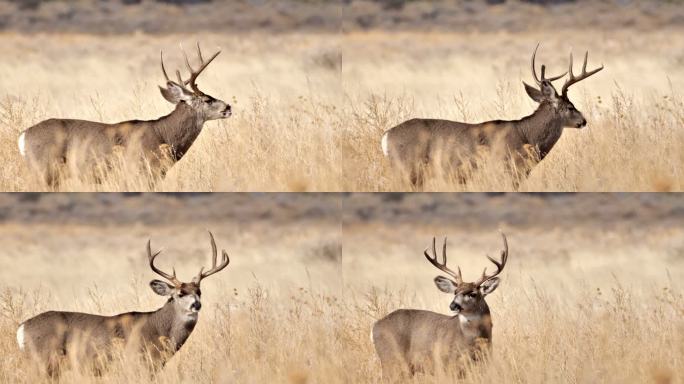 新墨西哥州白尾鹿保护鹿角鹿茸