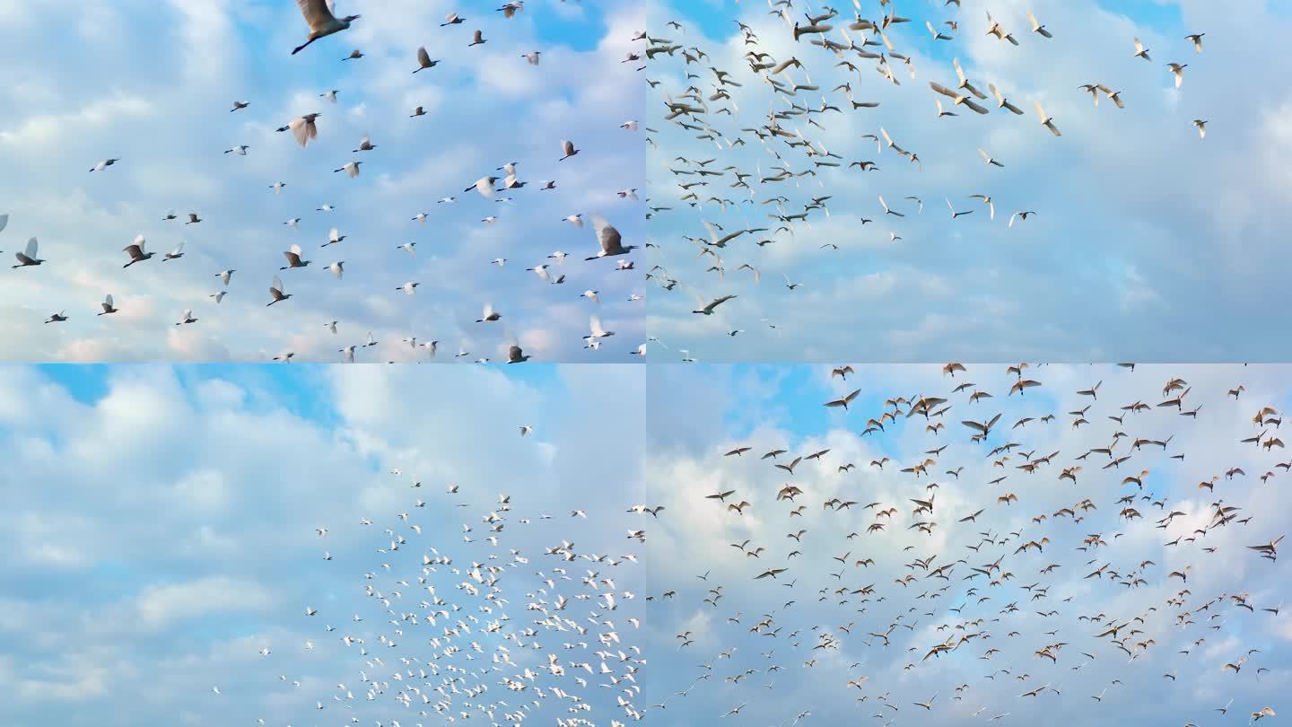 一群飞翔的白鹭，4组