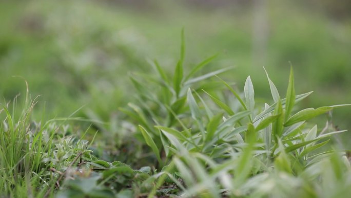 风吹草动微风吹小草摆动