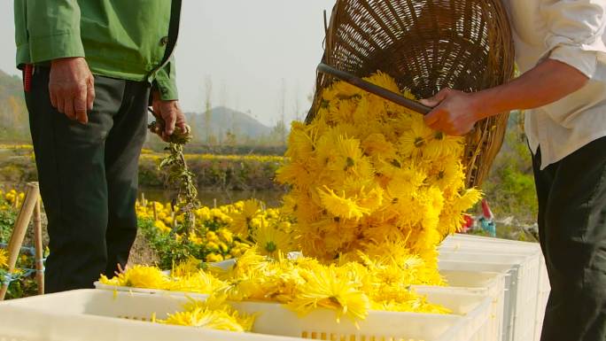 金丝皇菊