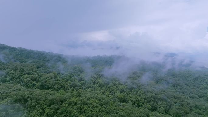 云雾缭绕的雨林