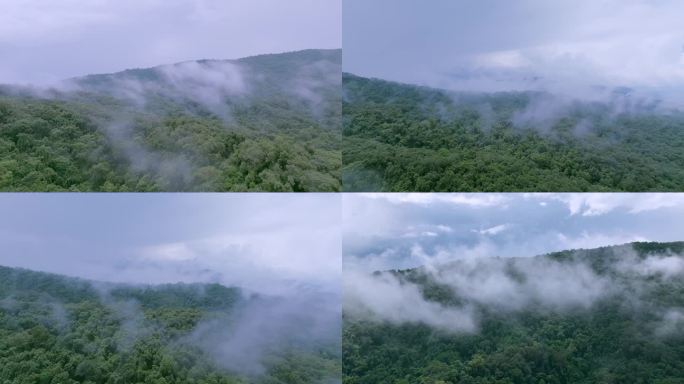 云雾缭绕的雨林