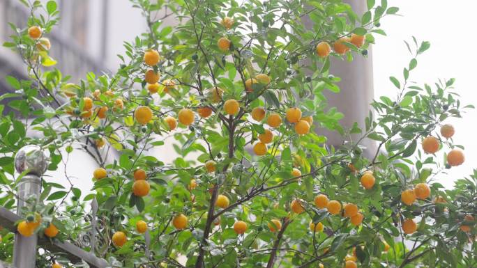 伸出墙角的柑橘+已调色