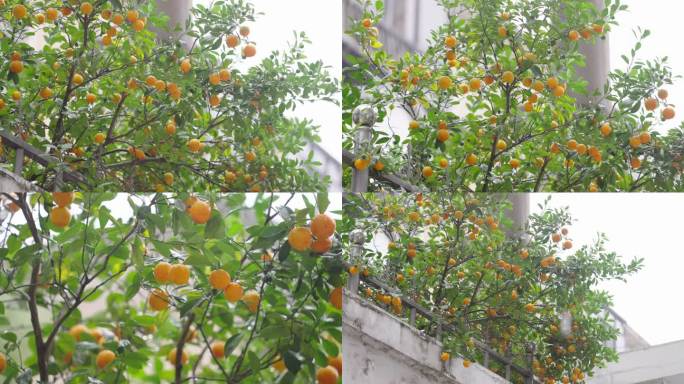 伸出墙角的柑橘+已调色