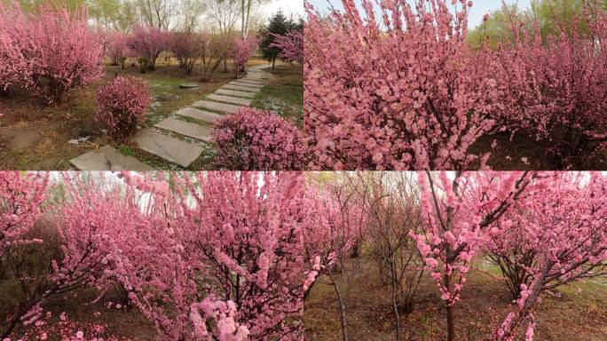 开满粉色花的树