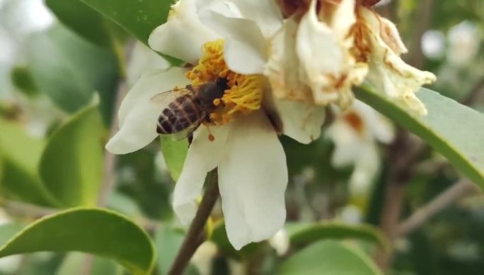油茶花和蜜蜂