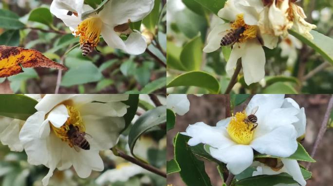 油茶花和蜜蜂