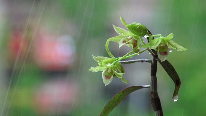 雨中的石斛花