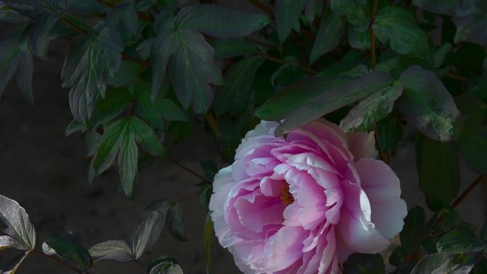 花朵升格视频粉红色牡丹花