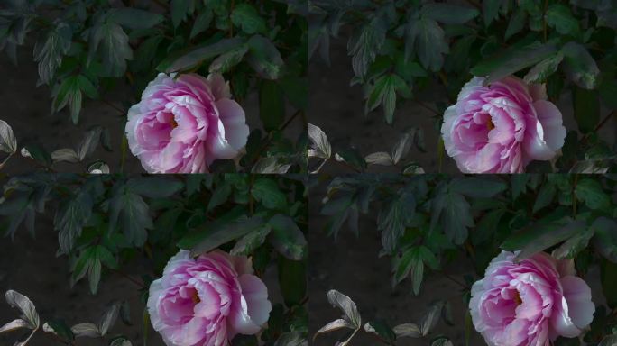 花朵升格视频粉红色牡丹花