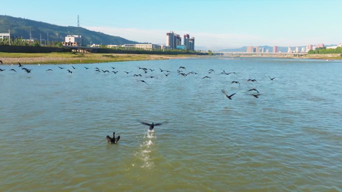 河边白鹳黑鹳鱼鹰飞行升格慢镜头航拍空镜6