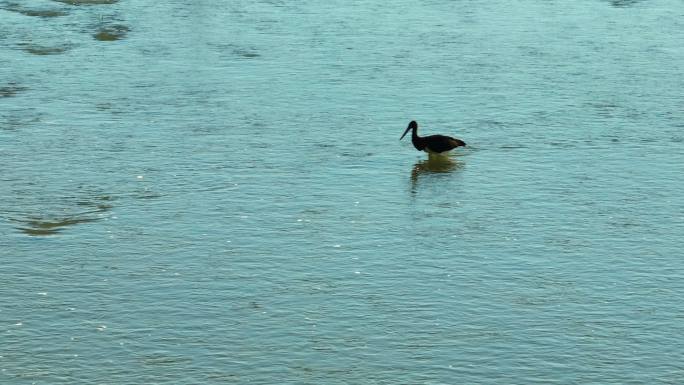 河边的白鹳黑鹳和鱼鹰水中觅食航拍空镜2