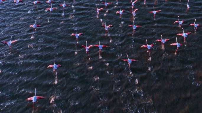 慢动作的火烈鸟群在海面上飞翔