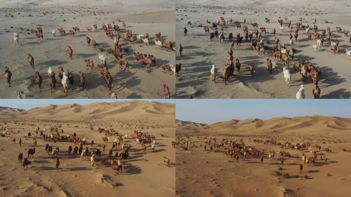 沙漠中移动的驼群01