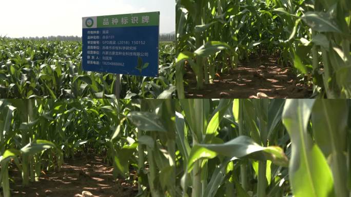 粮食种子试验田种植选种种子经销商