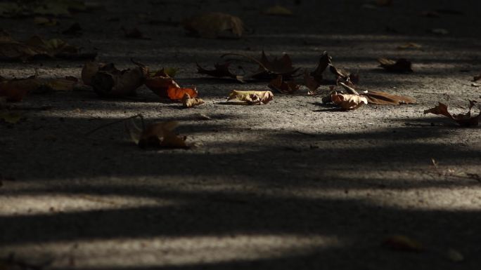 深秋时节秋景落叶光影透过树叶的阳光树林