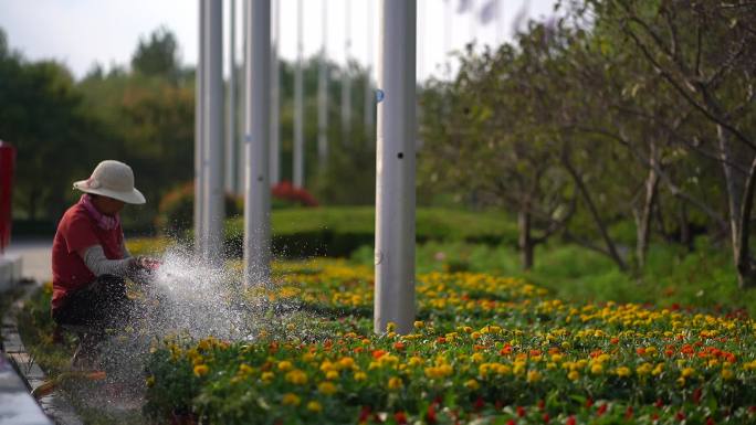 园林绿化工程-宿根花卉浇灌养护