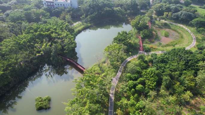 深圳红树林生态公园航拍日出日落景区