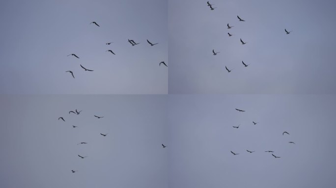 灰翅浮鸥-慢镜头