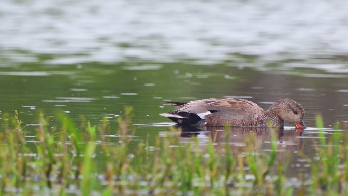 一个多云的春天早晨，雄性鸟加德沃尔（Mareca strepera）在湖中游泳。