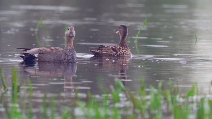 鸟类——在一个多云的春天早晨，加德沃尔斯（Mareca strepera）德雷克和鸭子在湖中游泳。