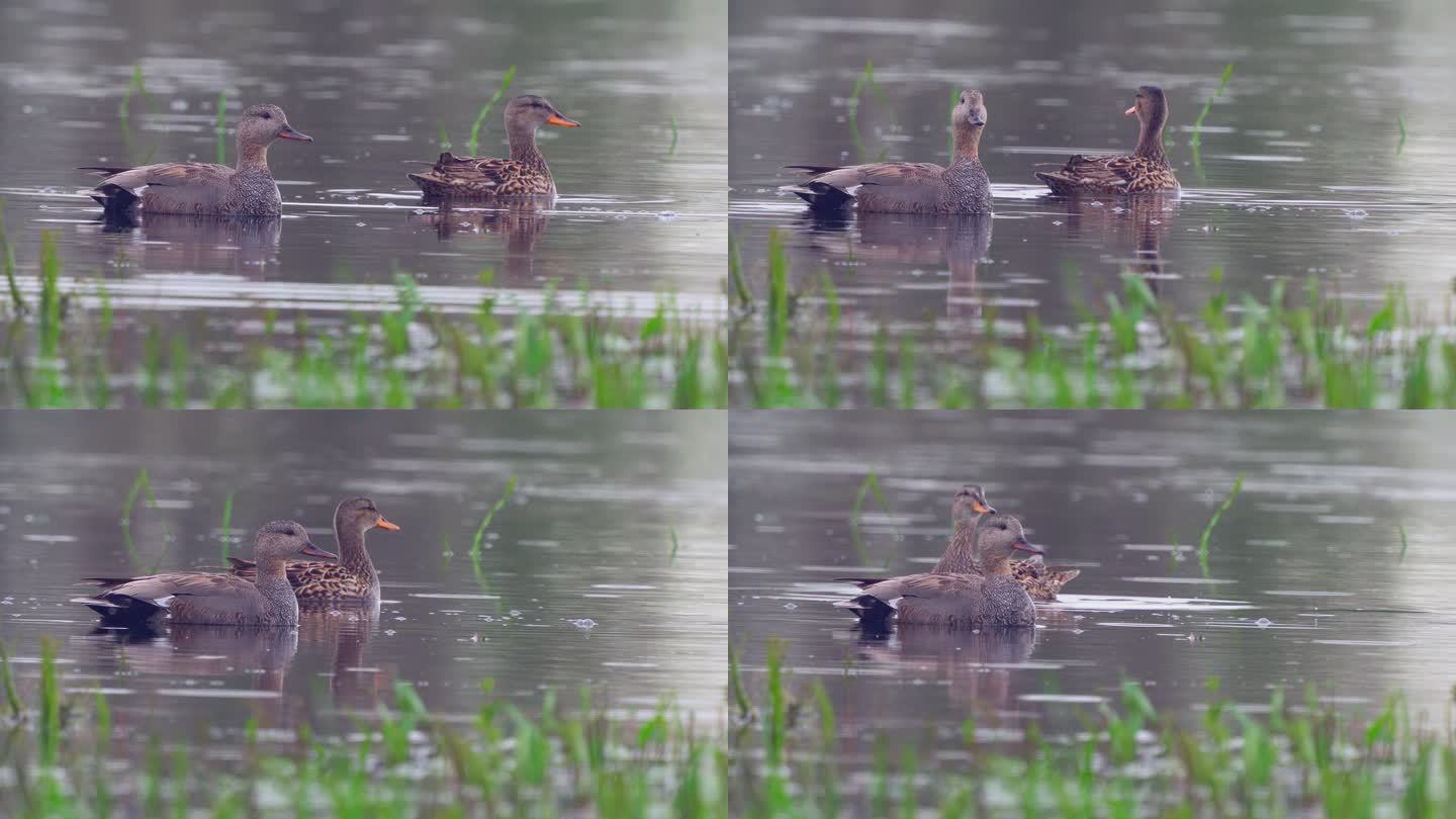 鸟类——在一个多云的春天早晨，加德沃尔斯（Mareca strepera）德雷克和鸭子在湖中游泳。