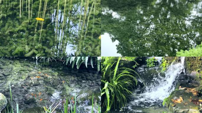望江公园湖面 溪流组镜