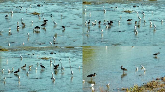 河边的白鹳黑鹳和鱼鹰水中觅食航拍空镜1
