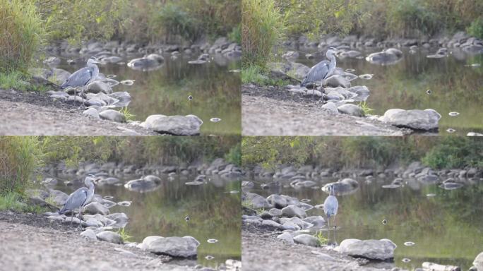河边一只苍鹭的详细照片