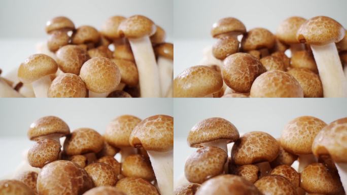 4k蘑菇菌类新鲜蔬菜山珍食材【侵权必究】