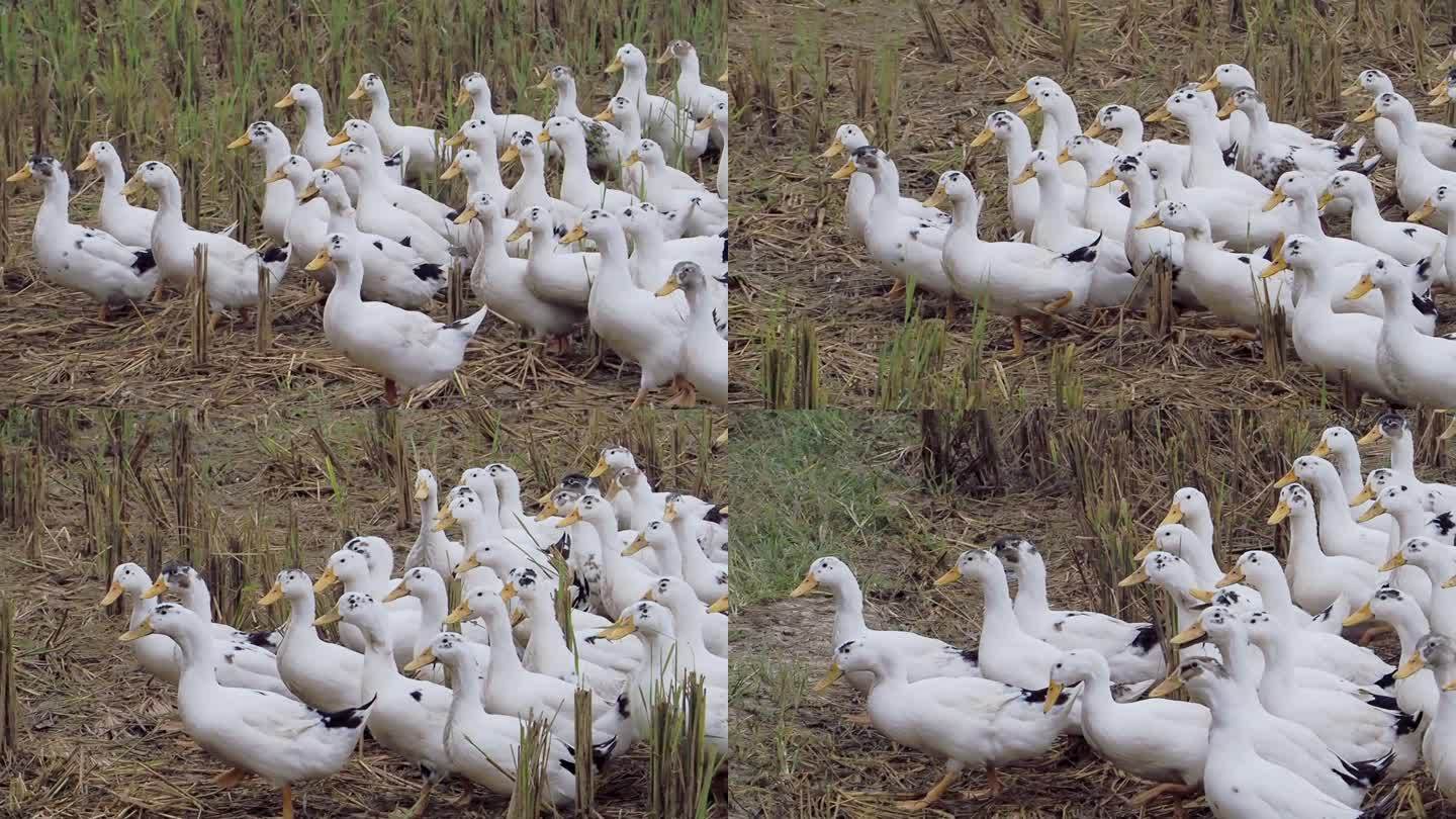 田野里的鸭子在觅食