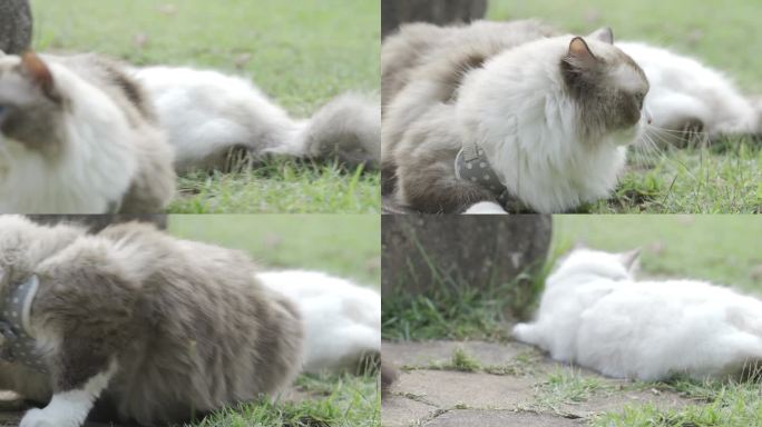 猫咪在草地上玩耍
