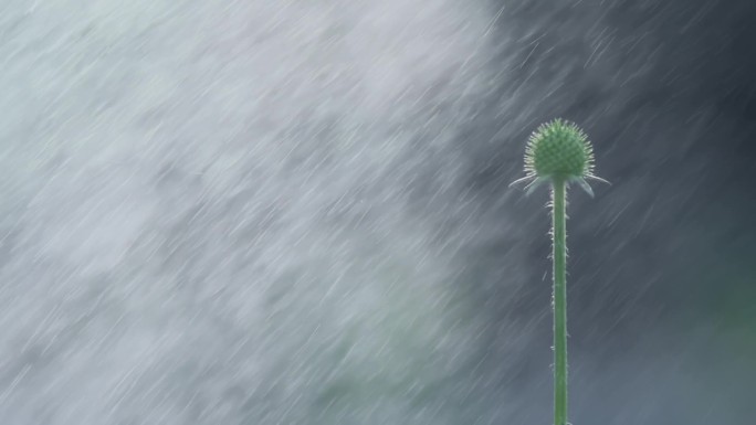 花苞升格视频阳光下唯美花苞喷洒雨水