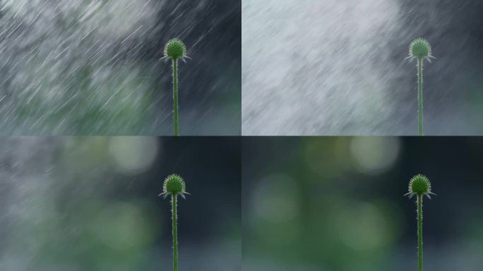 花苞升格视频阳光下唯美花苞喷洒雨水