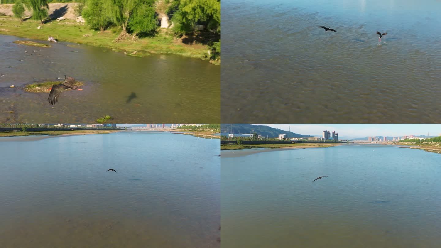 河边白鹳黑鹳鱼鹰飞行姿态慢镜头航拍空镜3