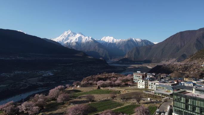 西藏桃花盛开时的4K航拍视频
