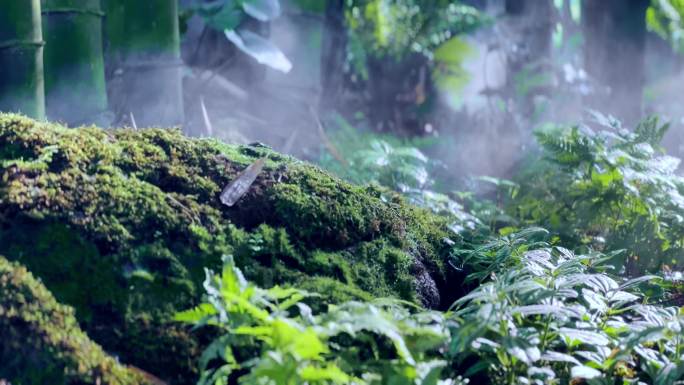 望江公园景观  人造雾森系统