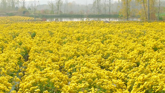 菊花素材