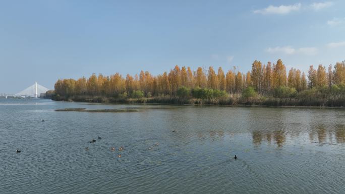 航拍襄阳汉江湿地秋天冬候鸟城市自然风光