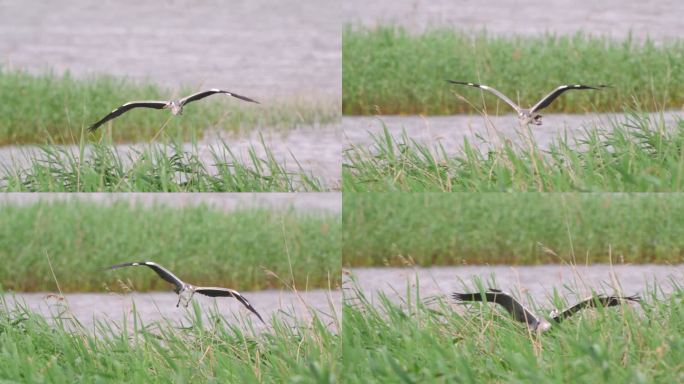鸟灰鹭（Ardea cinerea）在一个多云的夏日在芦苇丛中飞翔和降落。