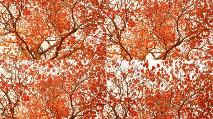 秋天的乌桕树红叶