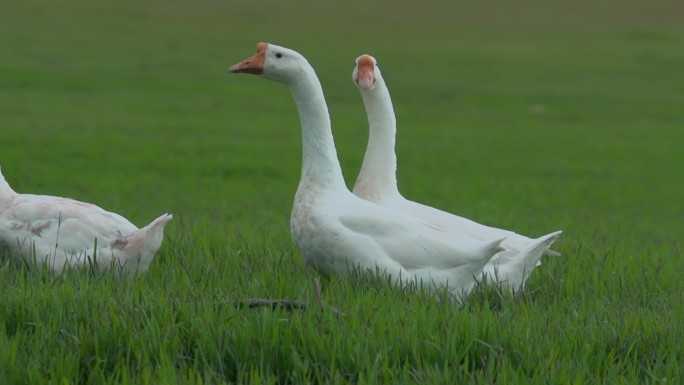 家禽大白鹅升格视频乡下农村草地觅食白鹅