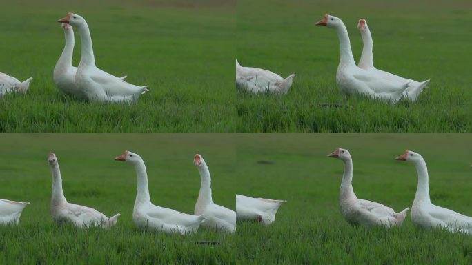 家禽大白鹅升格视频乡下农村草地觅食白鹅
