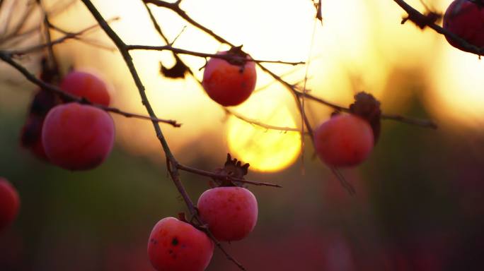 秋天果实，摘柿子，柿子园