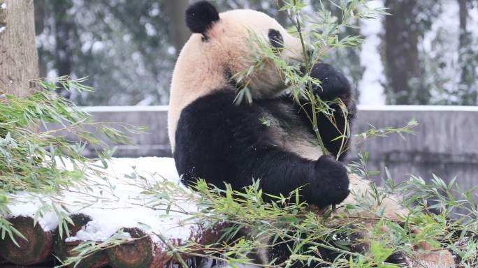 一只大熊猫在冬天围着雪吃竹子。