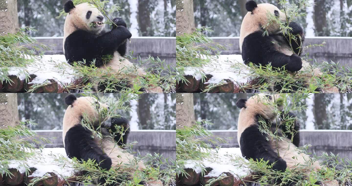 一只大熊猫在冬天围着雪吃竹子。