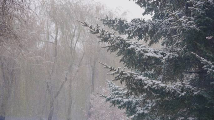 4k慢动作森林松树大雪空镜