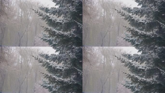 4k慢动作森林松树大雪空镜